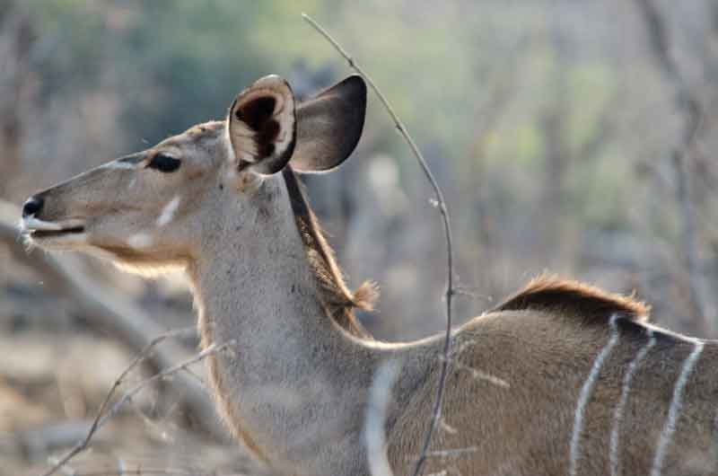 78 - Botswana - antilope Kudu - parque nacional de Chobe